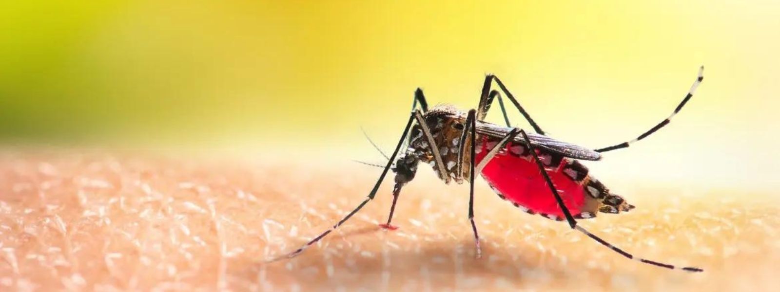 Dengue on the rise, again
